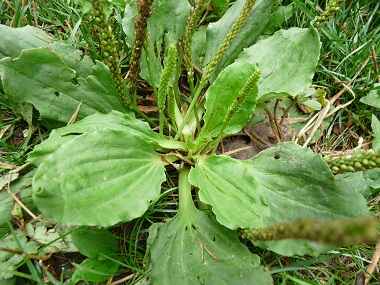 The Gift of Plantain